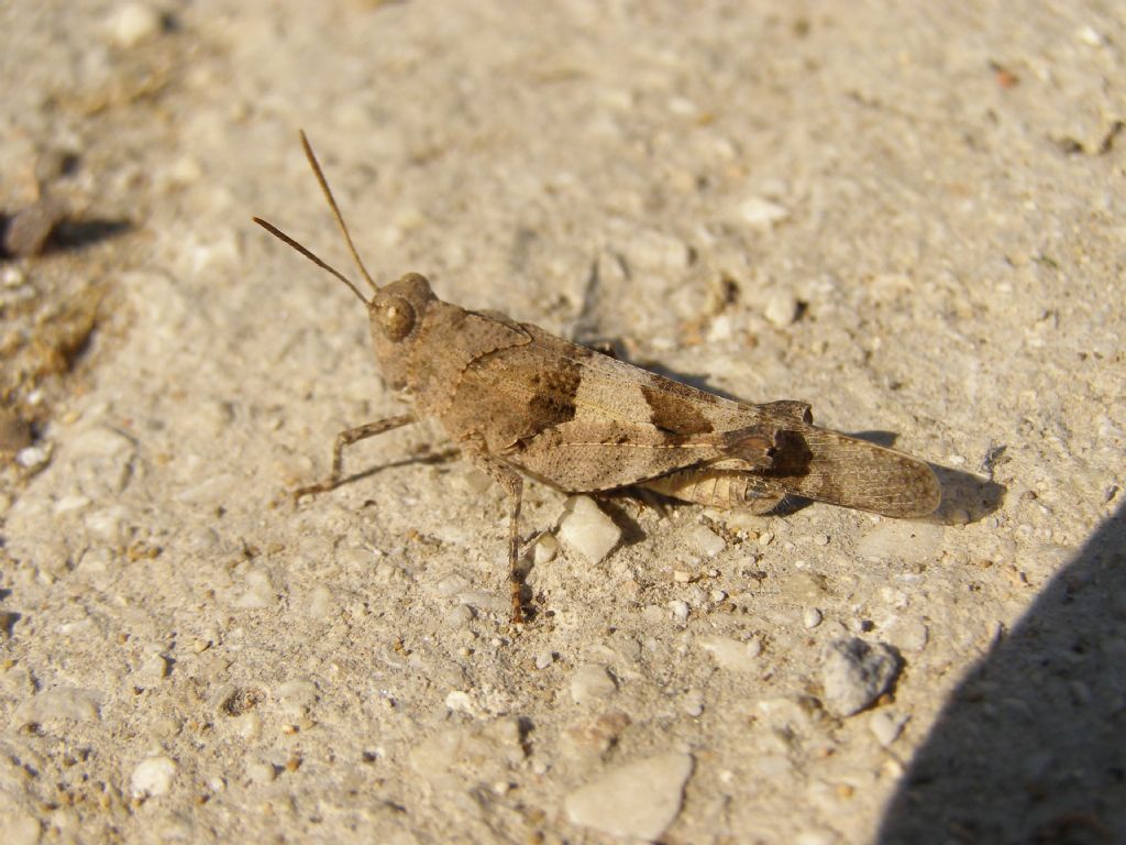 Oedipoda caerulescens